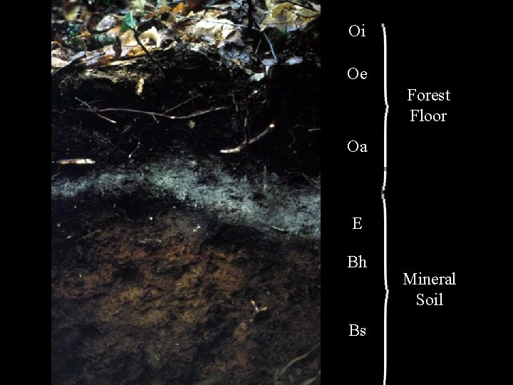 Oi Oe Forest Floor Oa E Bh Bs Mineral Soil 