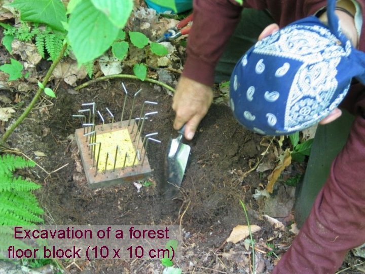 Excavation of a forest floor block (10 x 10 cm) 