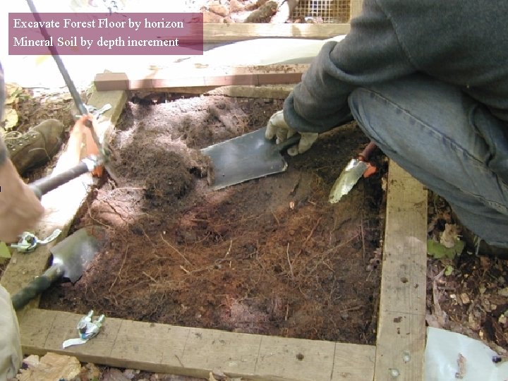 Excavate Forest Floor by horizon Mineral Soil by depth increment 