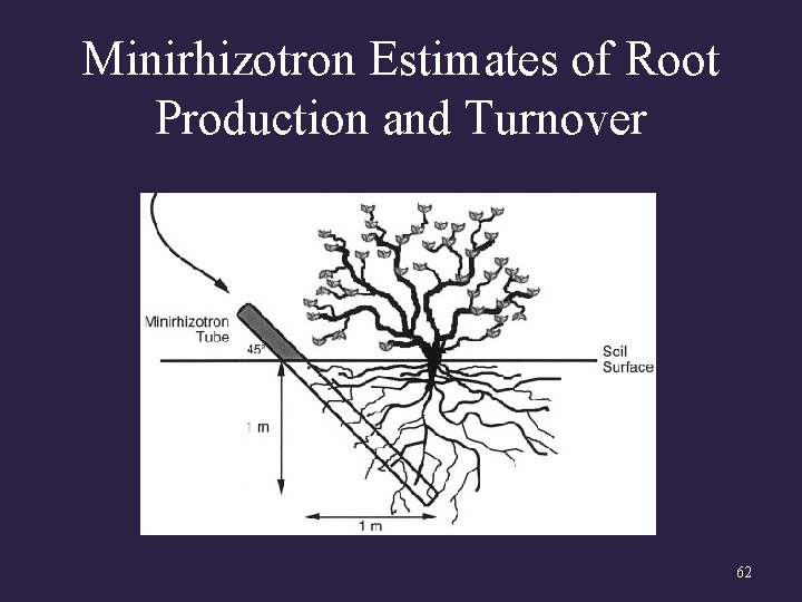 Minirhizotron Estimates of Root Production and Turnover 62 