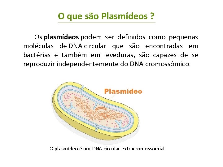 O que são Plasmídeos ? Os plasmídeos podem ser definidos como pequenas moléculas de