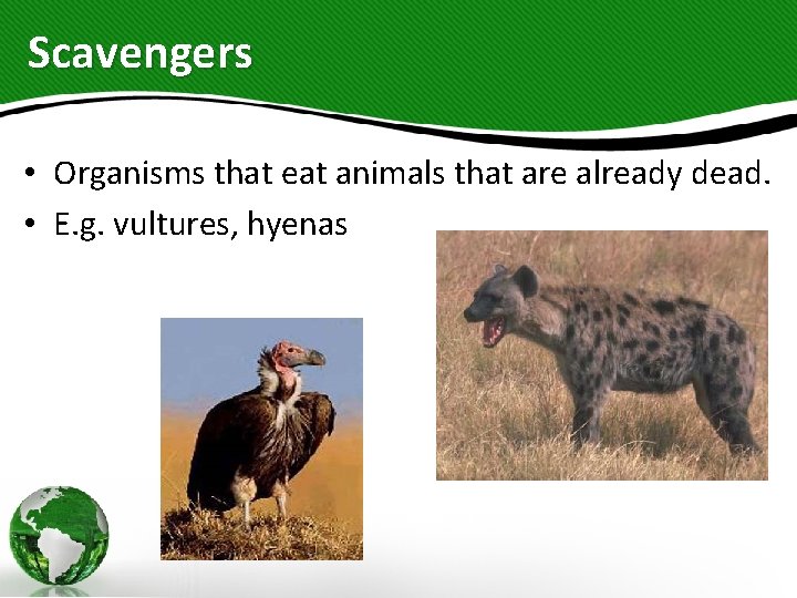 Scavengers • Organisms that eat animals that are already dead. • E. g. vultures,