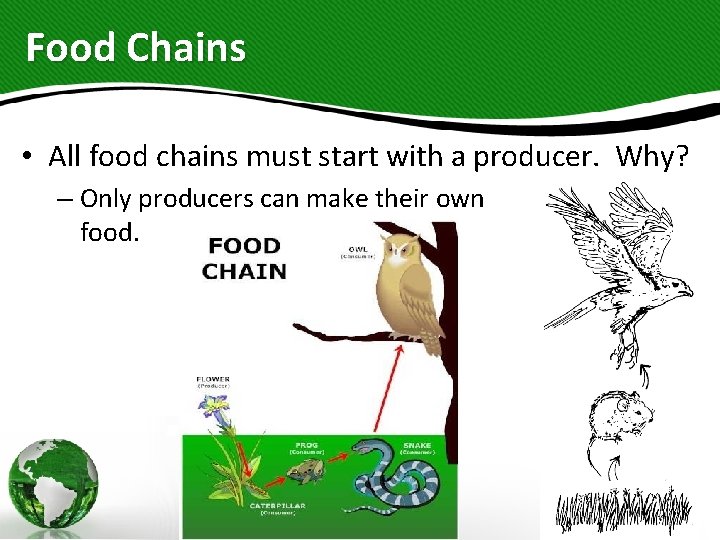 Food Chains • All food chains must start with a producer. Why? – Only