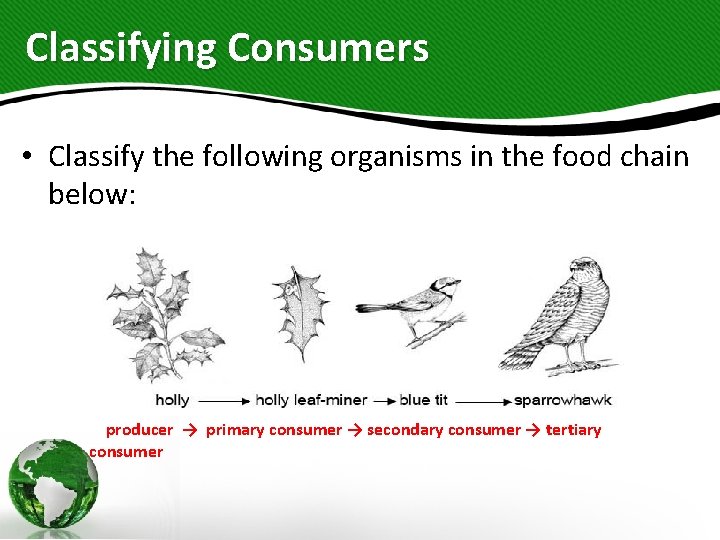 Classifying Consumers • Classify the following organisms in the food chain below: producer →