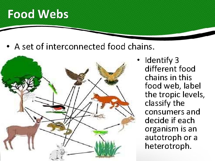 Food Webs • A set of interconnected food chains. • Identify 3 different food