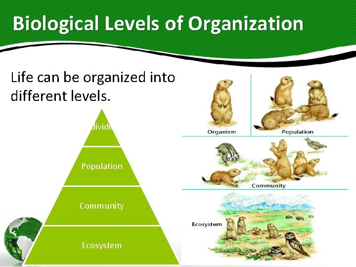 Biological Levels of Organization Life can be organized into different levels. Individual Population Community