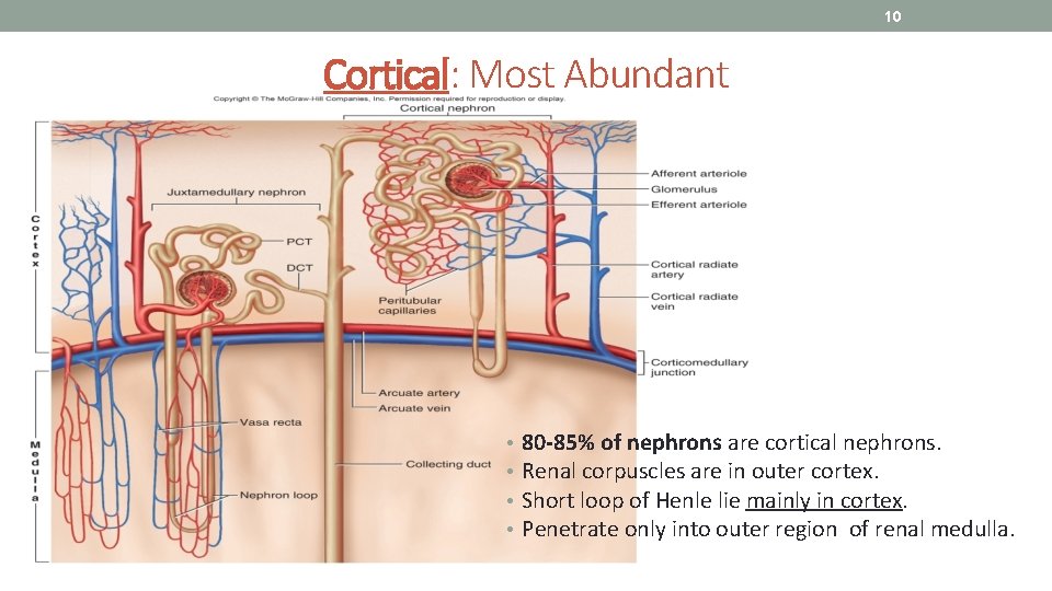 10 Cortical: Most Abundant • • 80 -85% of nephrons are cortical nephrons. Renal