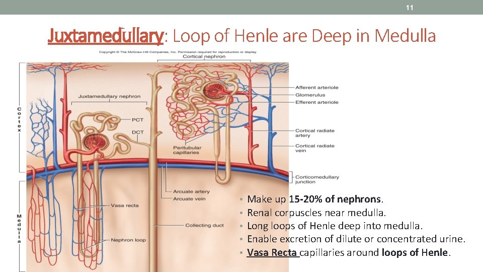 11 Juxtamedullary: Loop of Henle are Deep in Medulla • • • Make up