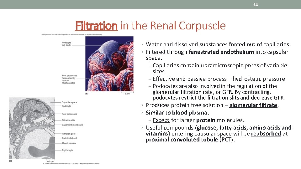 14 Filtration in the Renal Corpuscle • Water and dissolved substances forced out of
