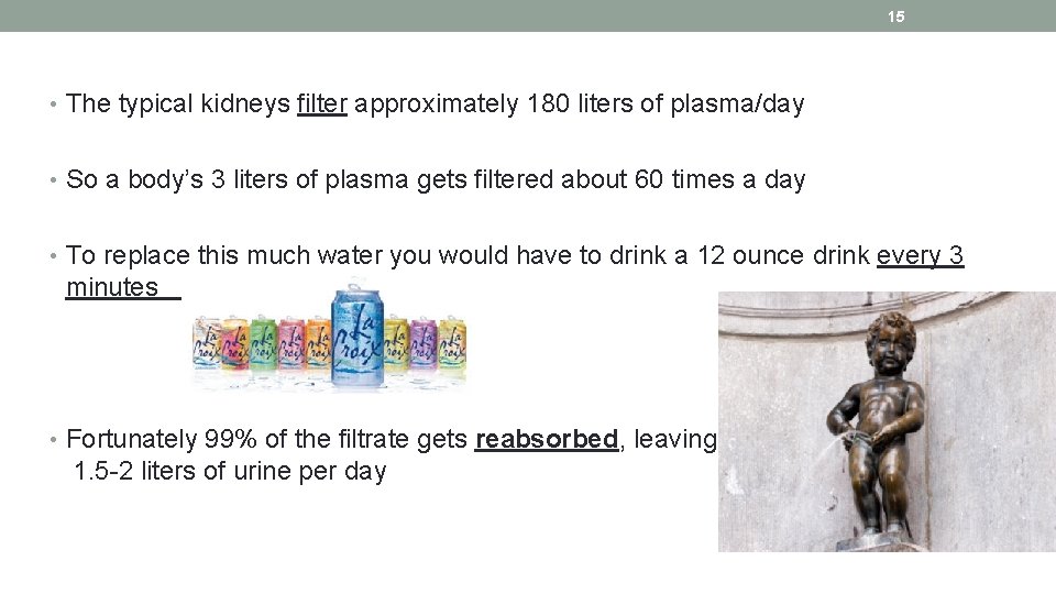 15 • The typical kidneys filter approximately 180 liters of plasma/day • So a