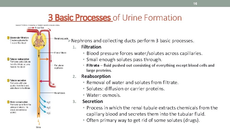 16 3 Basic Processes of Urine Formation ØNephrons and collecting ducts perform 3 basic
