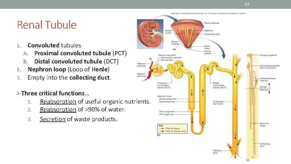 17 Renal Tubule Convoluted tubules A. Proximal convoluted tubule (PCT) B. Distal convoluted tubule