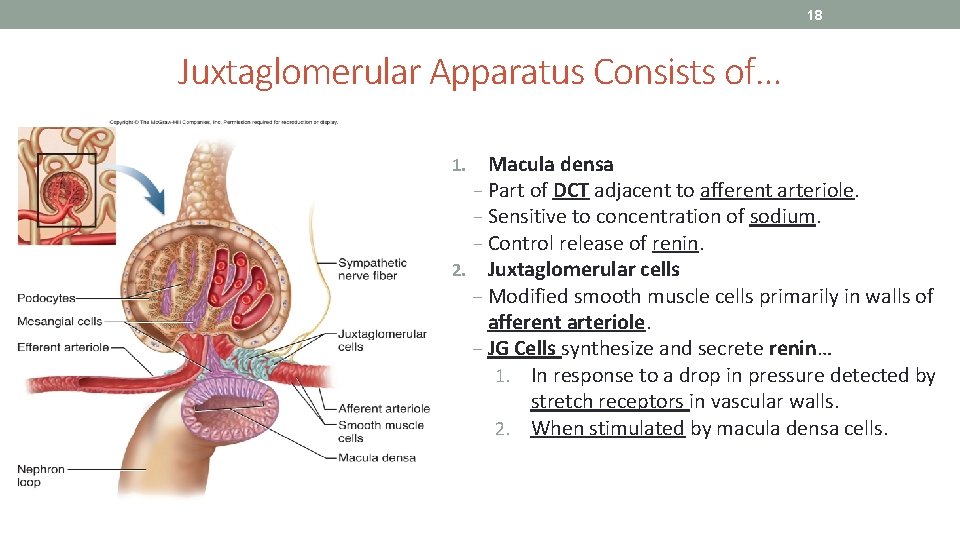 18 Juxtaglomerular Apparatus Consists of… Macula densa − Part of DCT adjacent to afferent