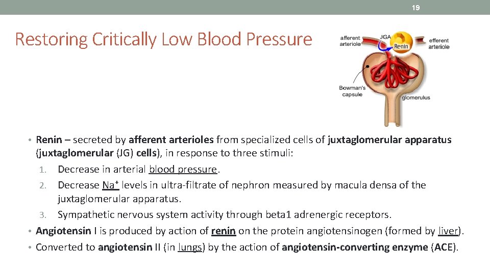 19 Restoring Critically Low Blood Pressure • Renin – secreted by afferent arterioles from