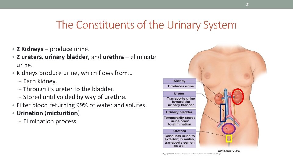 2 The Constituents of the Urinary System • 2 Kidneys – produce urine. •