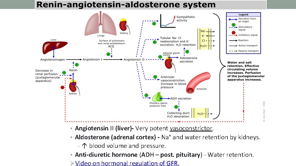 20 • Angiotensin II (liver)- Very potent vasoconstrictor. • Aldosterone (adrenal cortex) - Na⁺