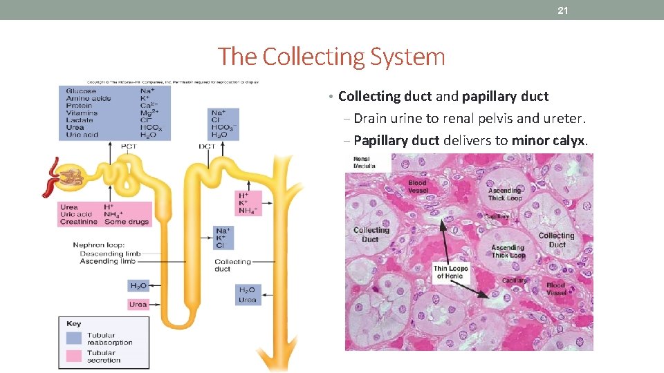 21 The Collecting System • Collecting duct and papillary duct ‒ Drain urine to