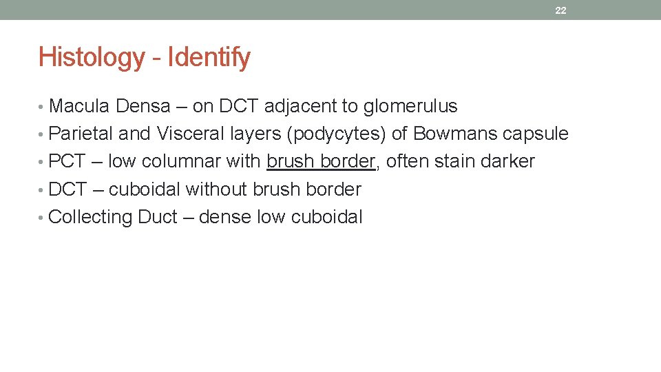 22 Histology - Identify • Macula Densa – on DCT adjacent to glomerulus •