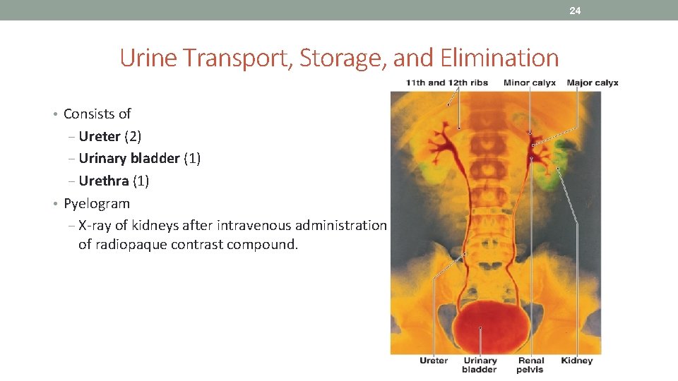 24 Urine Transport, Storage, and Elimination • Consists of ‒ Ureter (2) ‒ Urinary