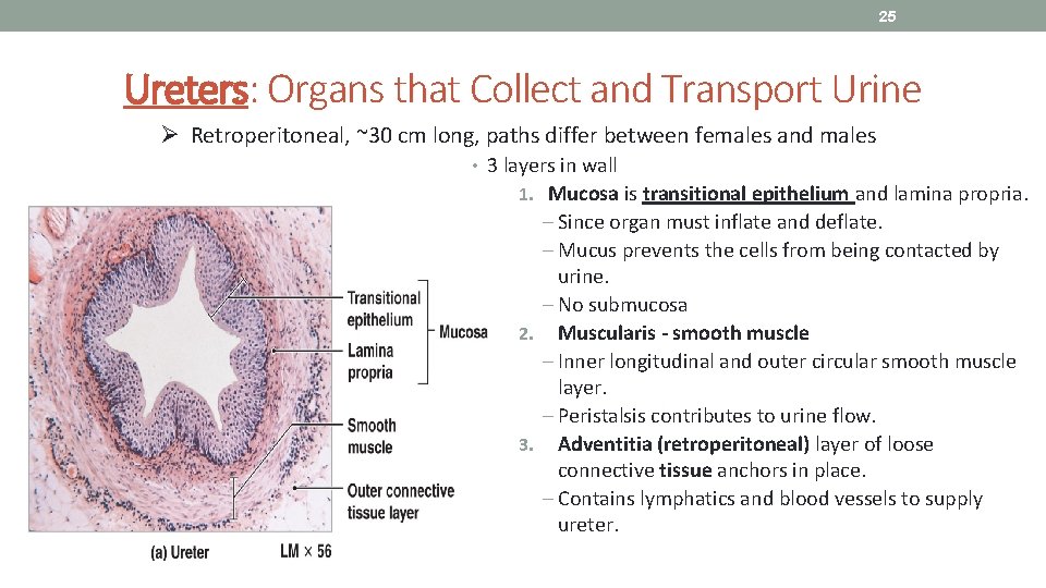 25 Ureters: Organs that Collect and Transport Urine Ø Retroperitoneal, ~30 cm long, paths