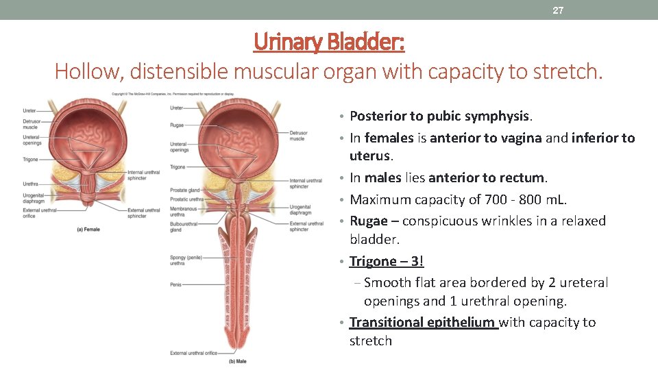27 Urinary Bladder: Hollow, distensible muscular organ with capacity to stretch. • Posterior to