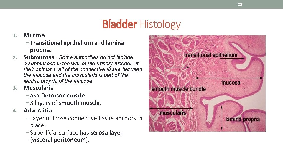 29 Bladder Histology Mucosa − Transitional epithelium and lamina propria. 2. Submucosa - Some