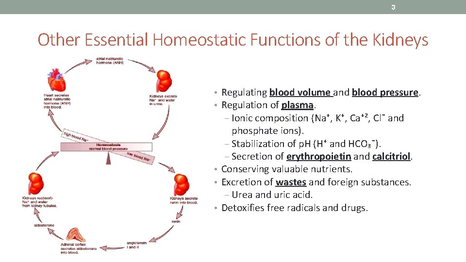 3 Other Essential Homeostatic Functions of the Kidneys • Regulating blood volume and blood