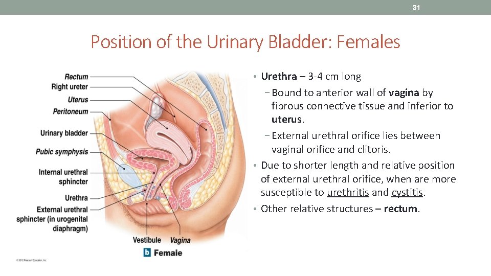 31 Position of the Urinary Bladder: Females • Urethra – 3 -4 cm long