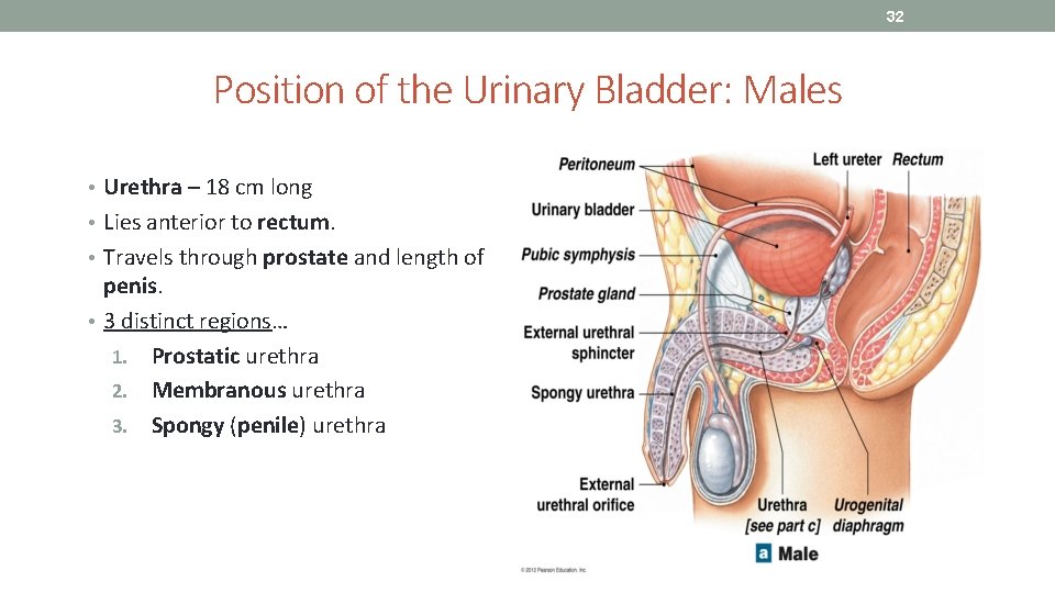 32 Position of the Urinary Bladder: Males • Urethra – 18 cm long •