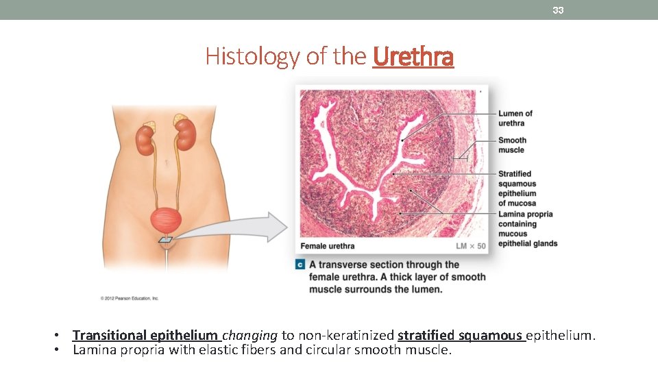33 Histology of the Urethra • Transitional epithelium changing to non-keratinized stratified squamous epithelium.