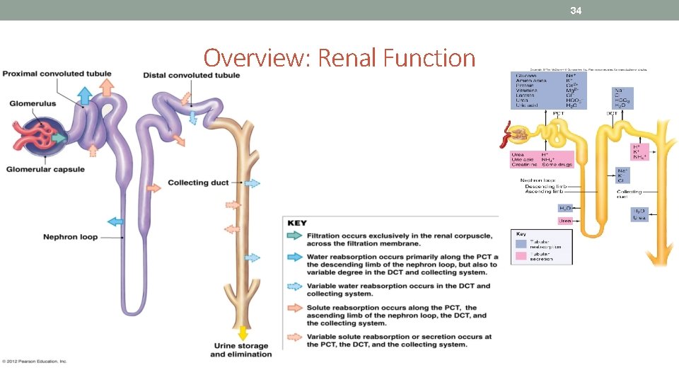 34 Overview: Renal Function 