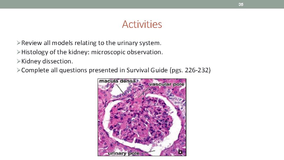 35 Activities ØReview all models relating to the urinary system. ØHistology of the kidney: