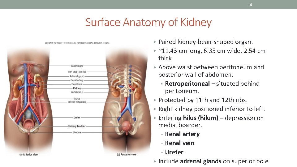 4 Surface Anatomy of Kidney • Paired kidney-bean-shaped organ. • ~11. 43 cm long,