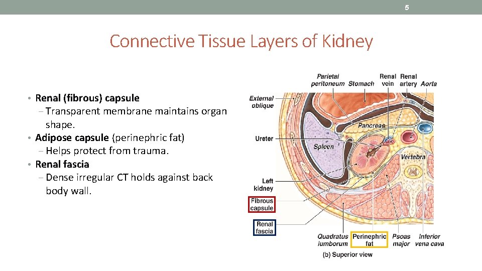 5 Connective Tissue Layers of Kidney • Renal (fibrous) capsule ‒ Transparent membrane maintains