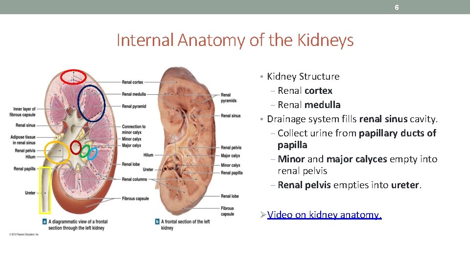 6 Internal Anatomy of the Kidneys • Kidney Structure ‒ Renal cortex ‒ Renal