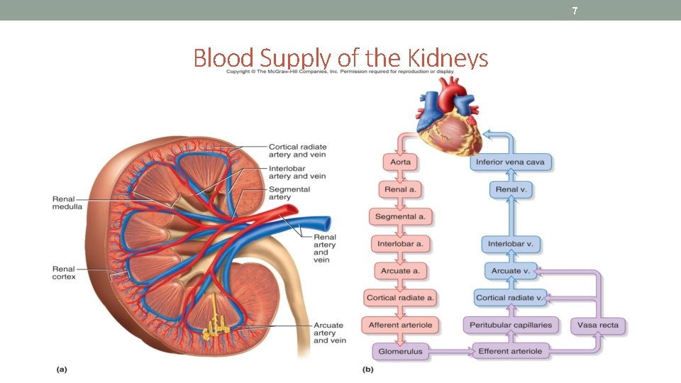 7 Blood Supply of the Kidneys 