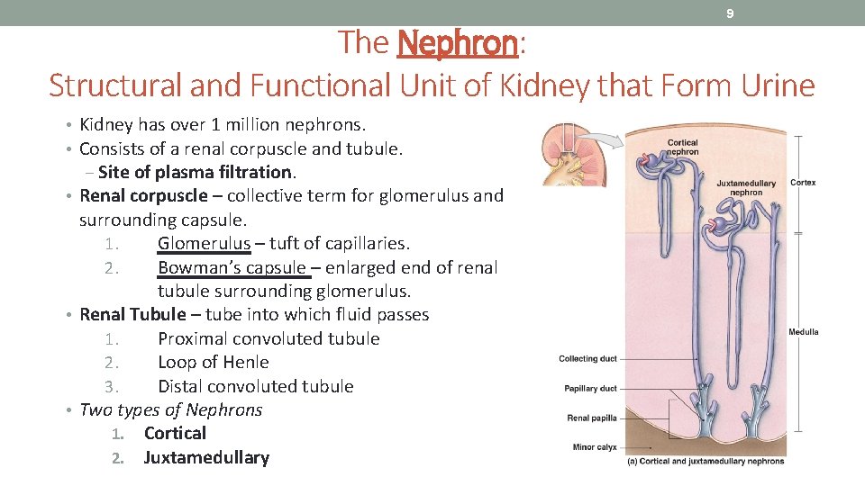 9 The Nephron: Structural and Functional Unit of Kidney that Form Urine • Kidney