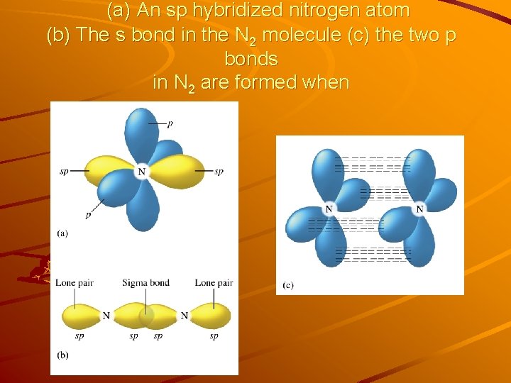 (a) An sp hybridized nitrogen atom (b) The s bond in the N 2