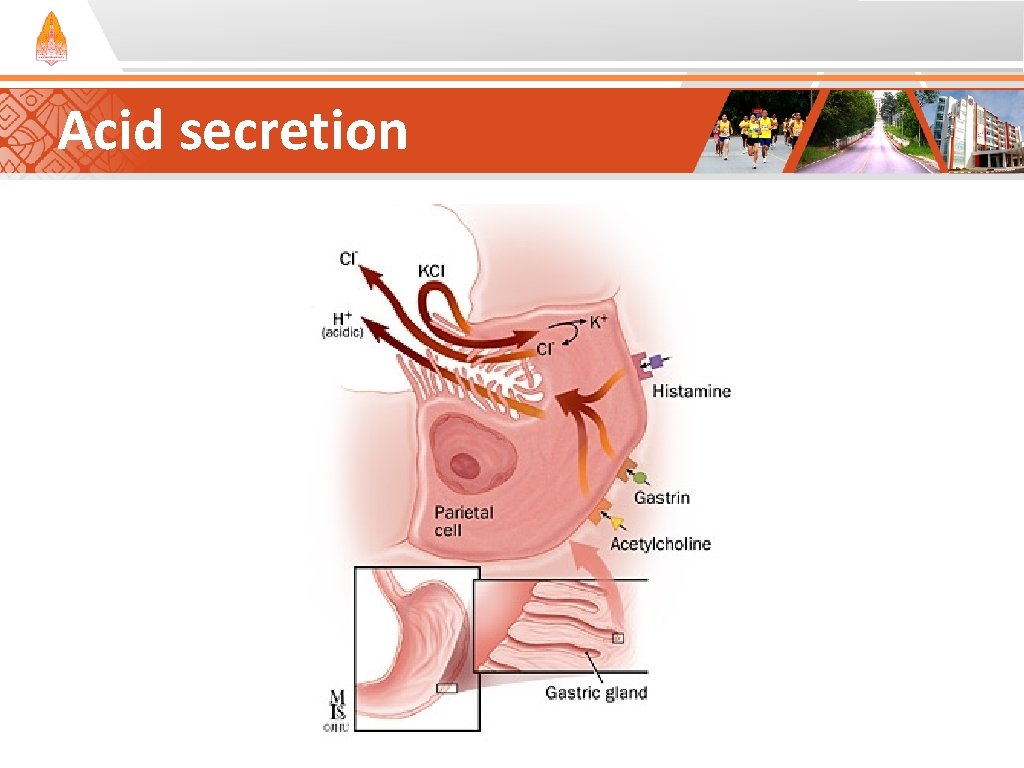 Acid secretion Acid secretion