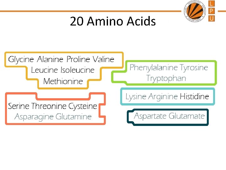 20 Amino Acids 