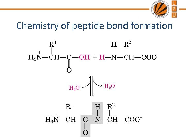 Chemistry of peptide bond formation 
