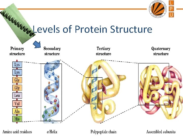 Levels of Protein Structure 