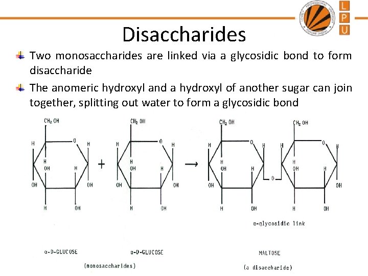 Disaccharides Two monosaccharides are linked via a glycosidic bond to form disaccharide The anomeric