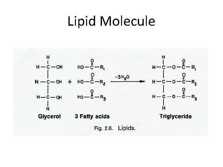 Lipid Molecule 