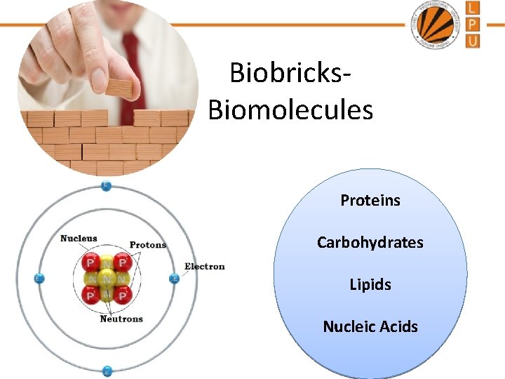 Biobricks. Biomolecules Proteins Carbohydrates Lipids Nucleic Acids 