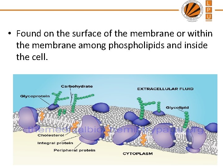  • Found on the surface of the membrane or within the membrane among