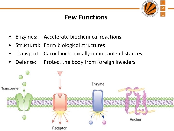 Few Functions • • Enzymes: Structural: Transport: Defense: Accelerate biochemical reactions Form biological structures