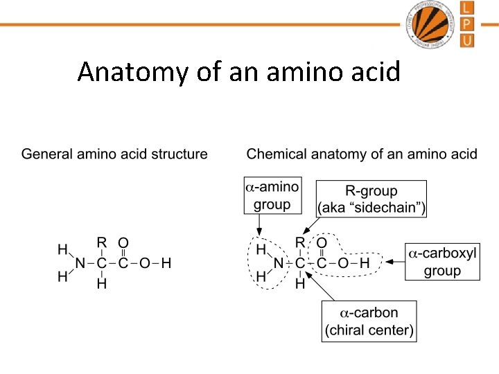 Anatomy of an amino acid 