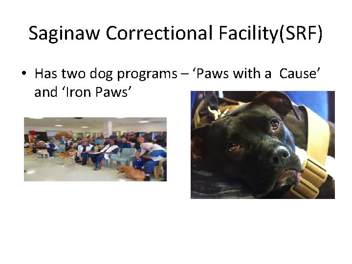 Saginaw Correctional Facility(SRF) • Has two dog programs – ‘Paws with a Cause’ and