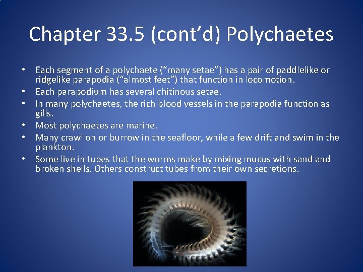 Chapter 33 Invertebrates By Bryan Gonzalez Key Concepts
